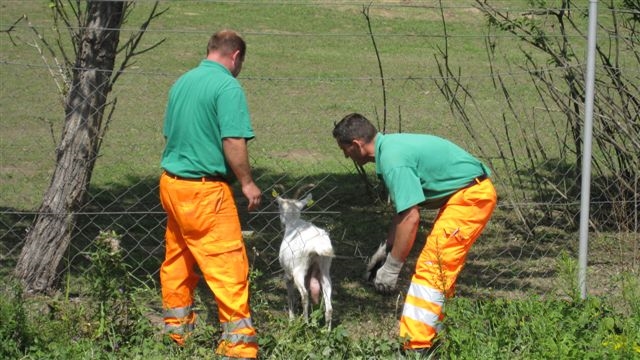 Pomoč živalim in njihova odstranitev z avtoceste / Animal assistance and removal of animals from the motorway